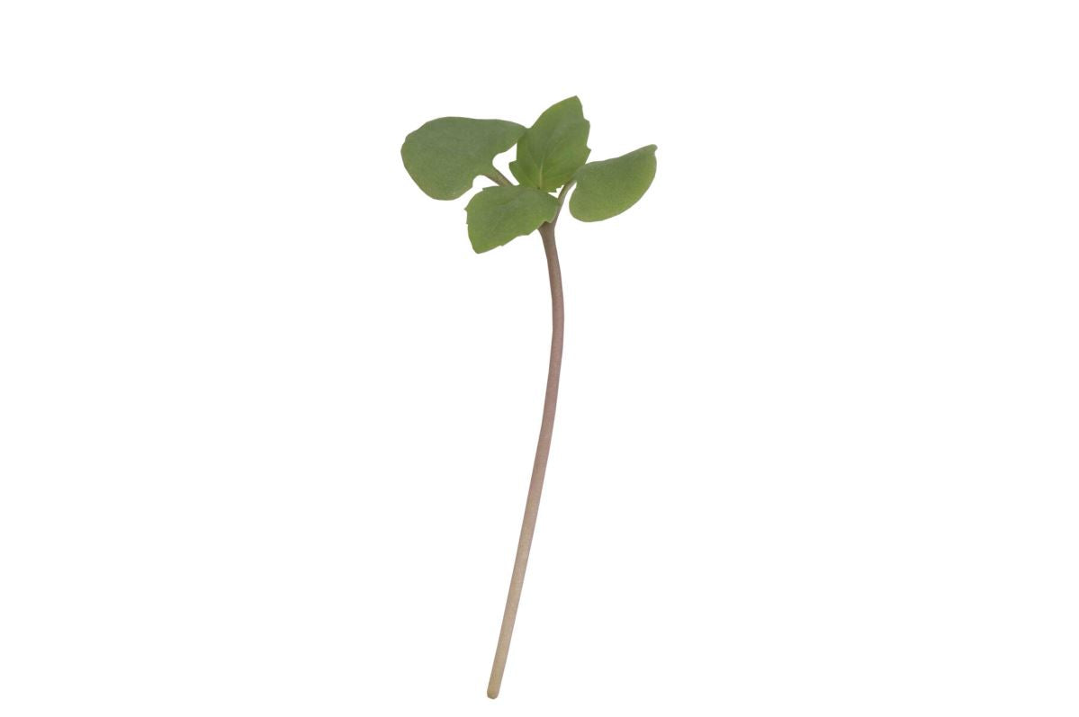Basil, Cinnamon – Microgreen Seed
